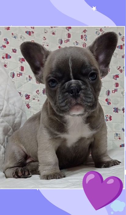 Шикарная мини девочка голубопалевая