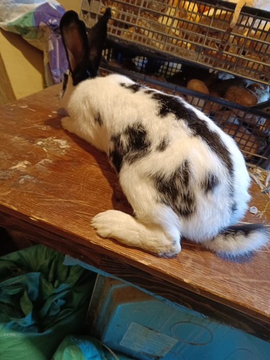 Samica mieszana z rasą belgijska i kalifornijska