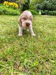 Cocker Spaniel Angielski Roan Orange piesek