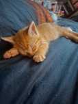 Rudy kotek do adopcji