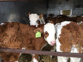 Byczki simentale, dowoz gratis