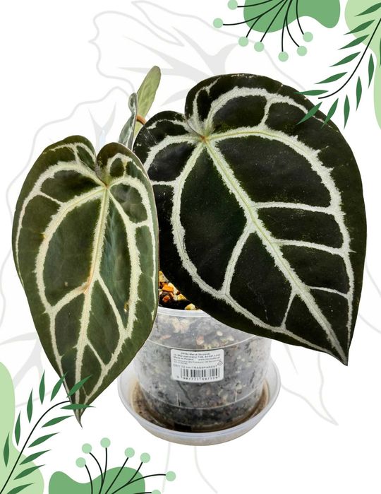 Anthurium Red Crystalline From Tezula Ø-12cm H-25cm Heat Pack Gratis