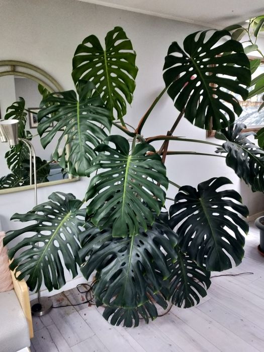 Dorodna i zdrowa monstera .