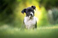 American Staffordshire terrier Amstaff ZKwP FCI