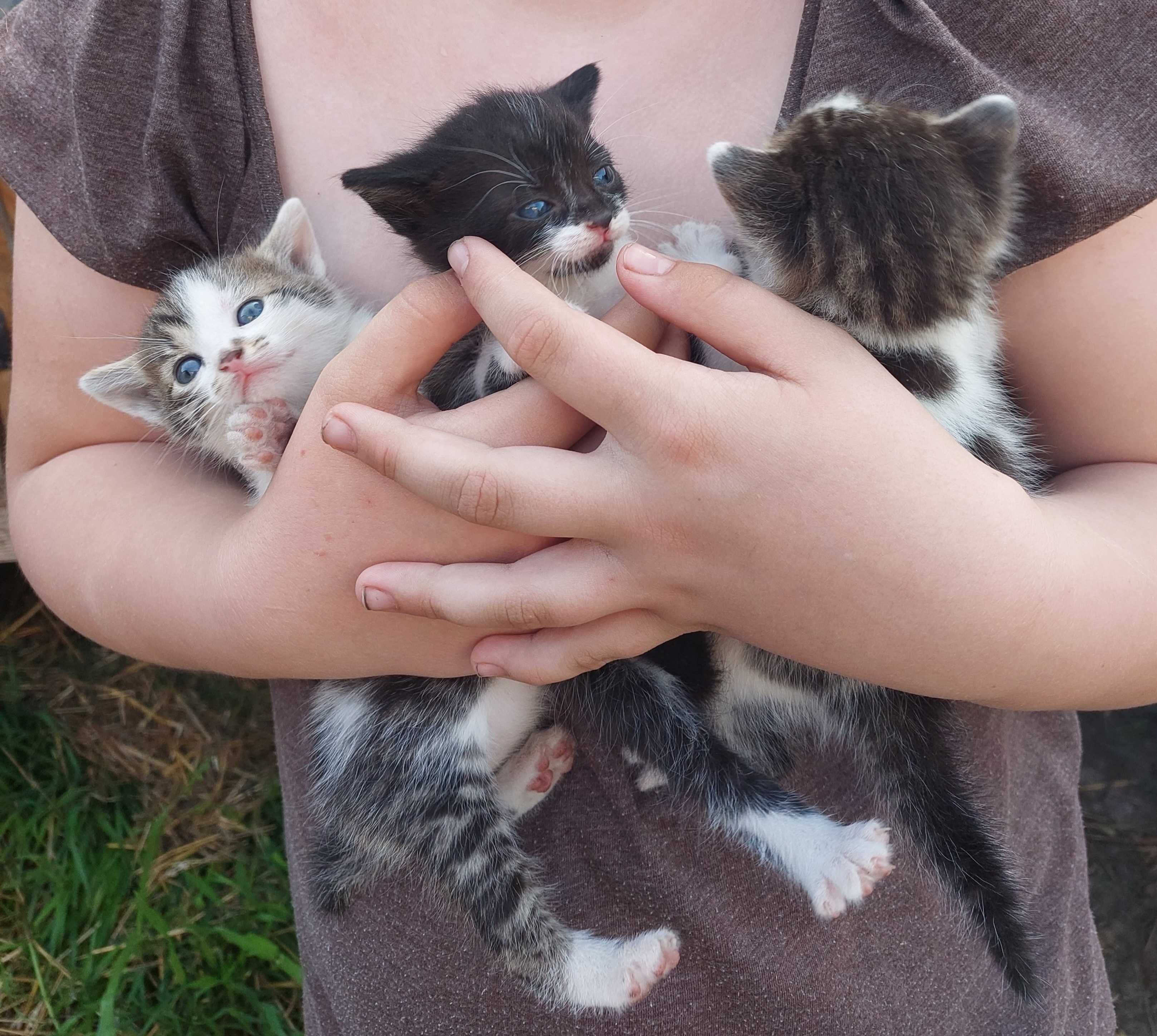 Кіт, киця, котики, кошенята