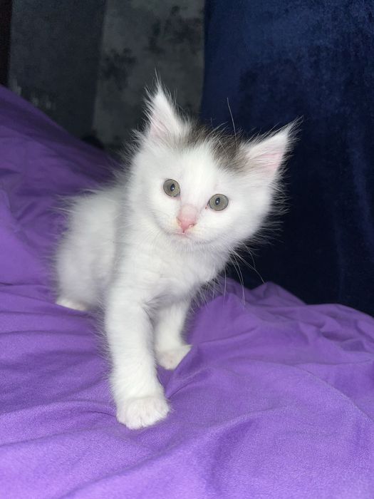 Кошеня в добрі руки