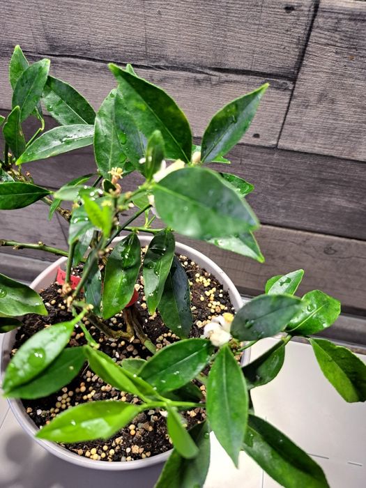 Лимон (лаймкват) "Таварес" з плодами