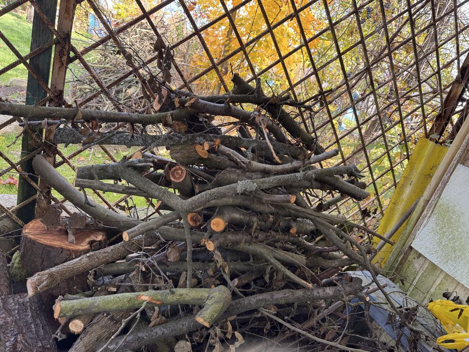 Oddam gałezie drzewo z dzialki