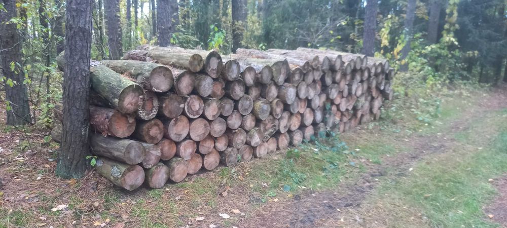 sprzedam drzewo opałowe sosna poskładane w lesie ,sześć metry