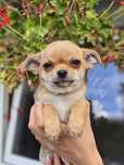 CHIHUAHUA piesek szczenię do odbioru szczeniak
