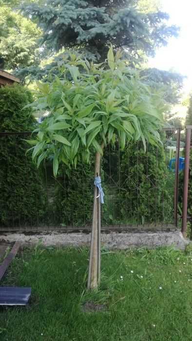 chitalpa taszkiencka szczepiona w doniczce katalpa nana  nowość