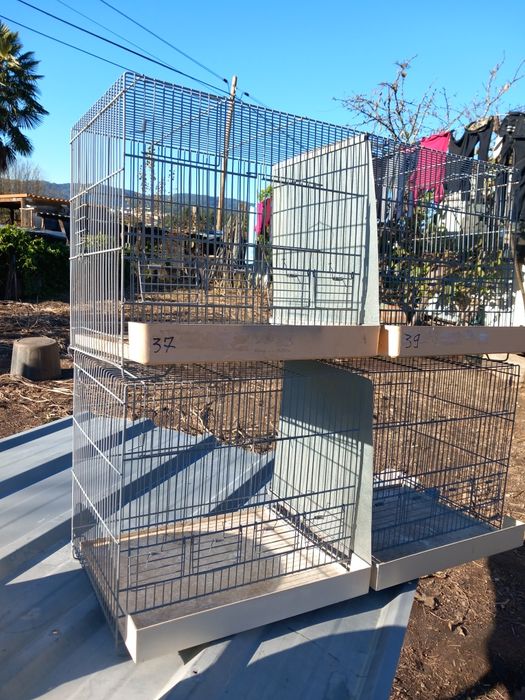 Vendo canários e 2 gaiolas