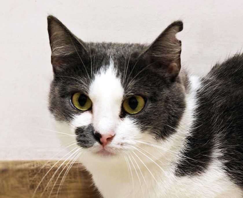 Без надії сподіваюсь — це на жаль, реальність кицюні Сірі