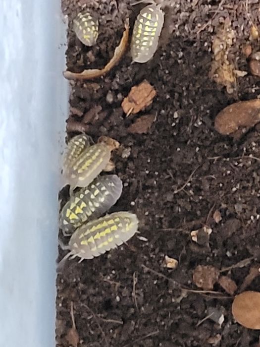 Izopody hodowlane – zdrowe, aktywne kolonie