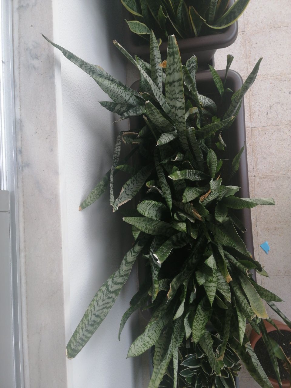 Espada São Jorge- Sansevieria Trifasciata desumidificador natural