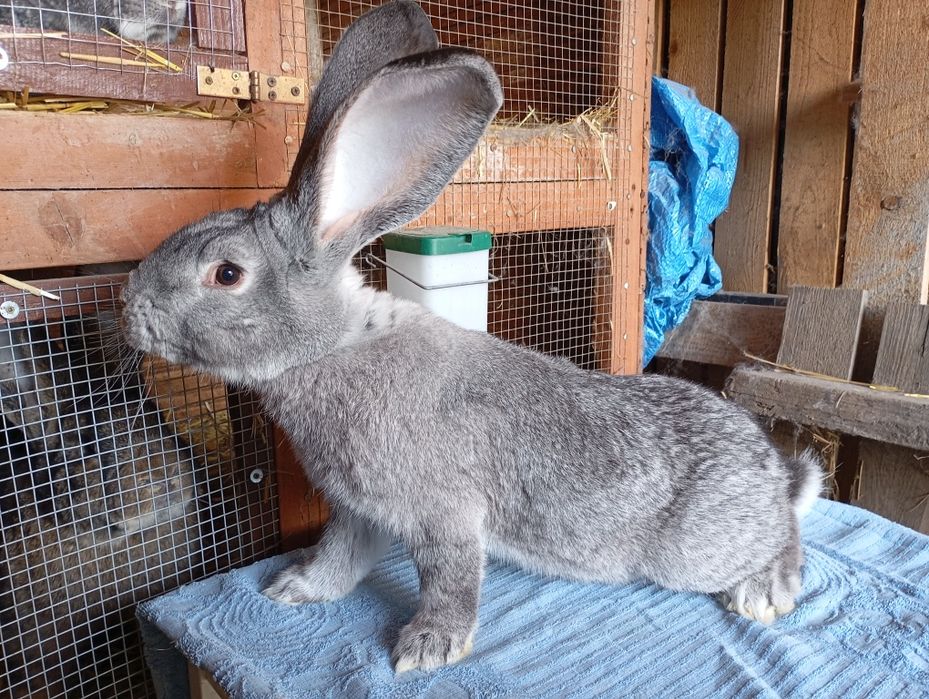 Belgijski Olbrzym Szynszylowy