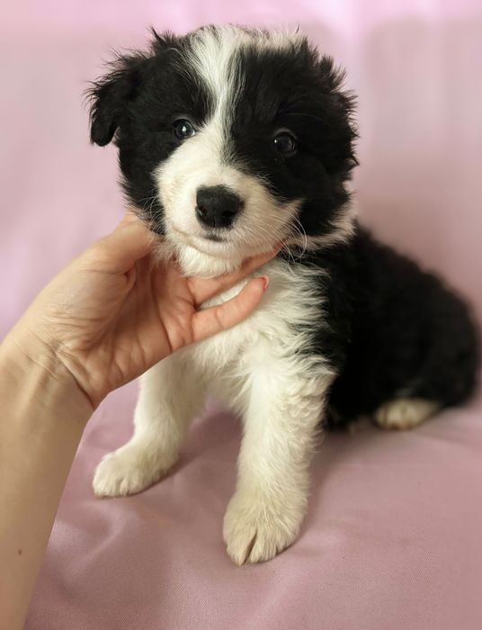 Border Collie piesek Kiler