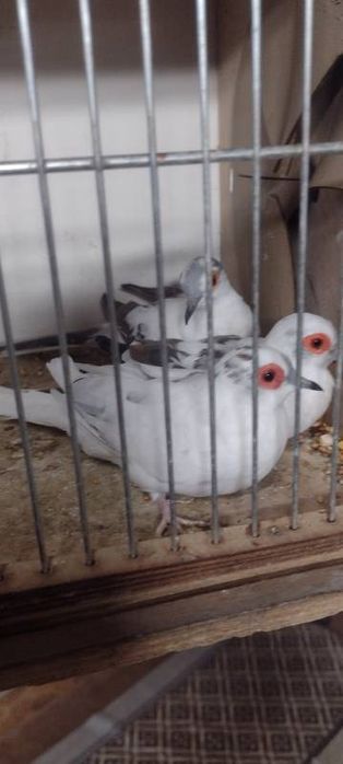 Gołąbki diamentowe