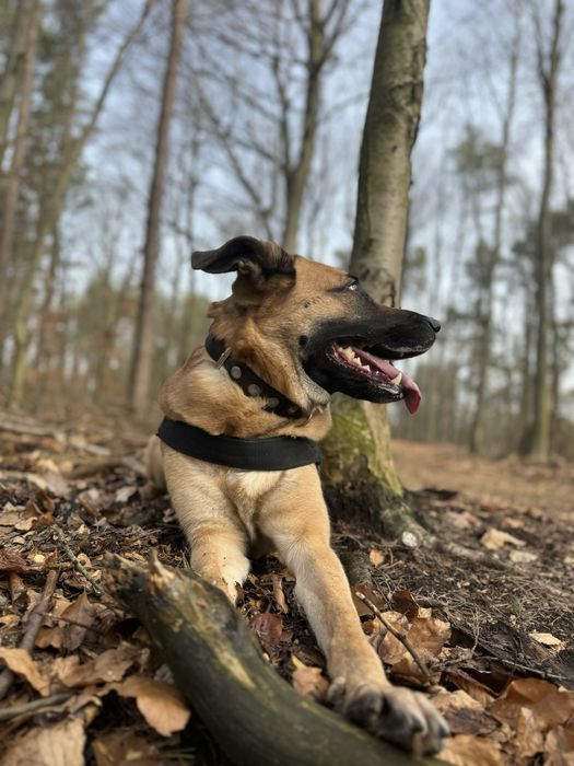 Oddam w dobre ręce suczka Hope