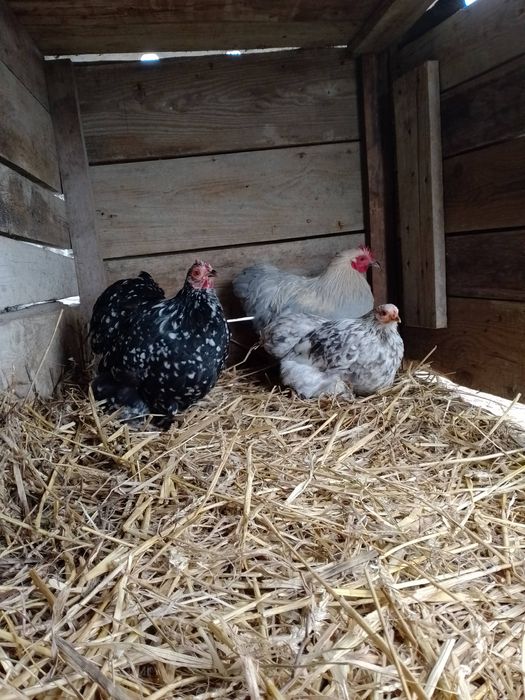 kochiny miniaturowe Opis