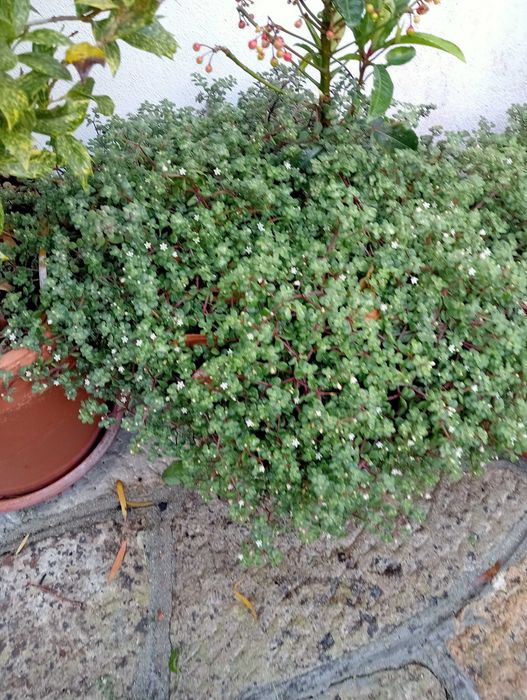 Planta natural, super bonita