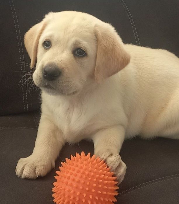 Бронь та продаж Офіційний розплідник Лабрадор Ретрівер цуценята