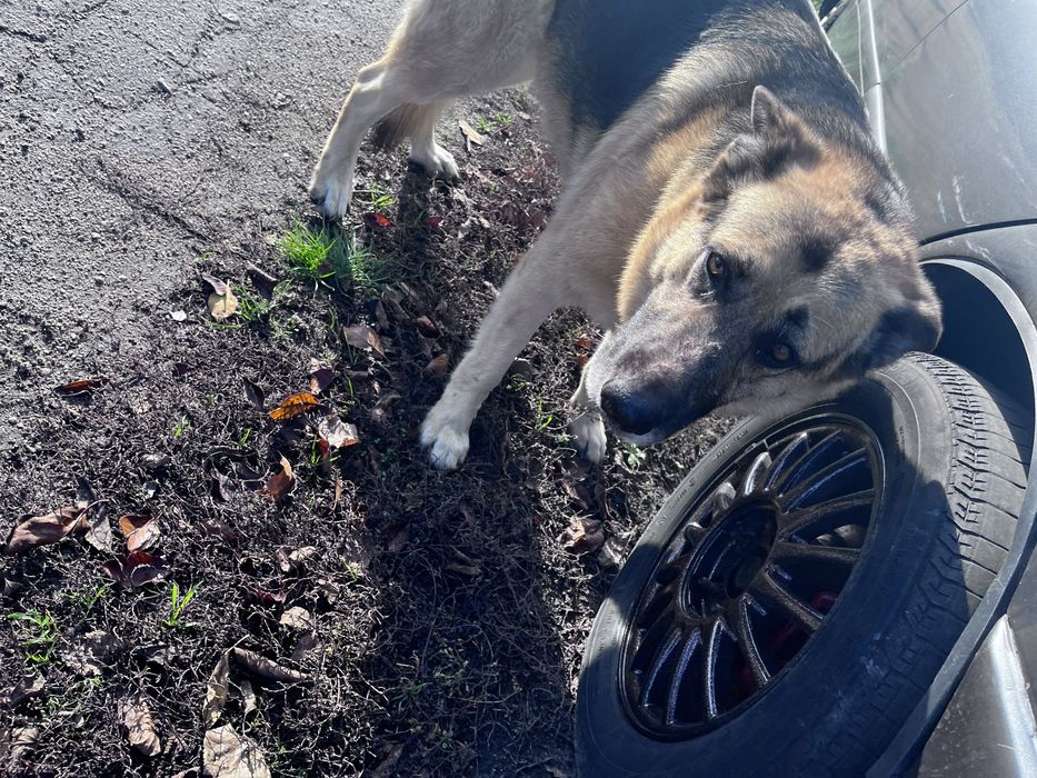 Видел овчарку , улица покровская