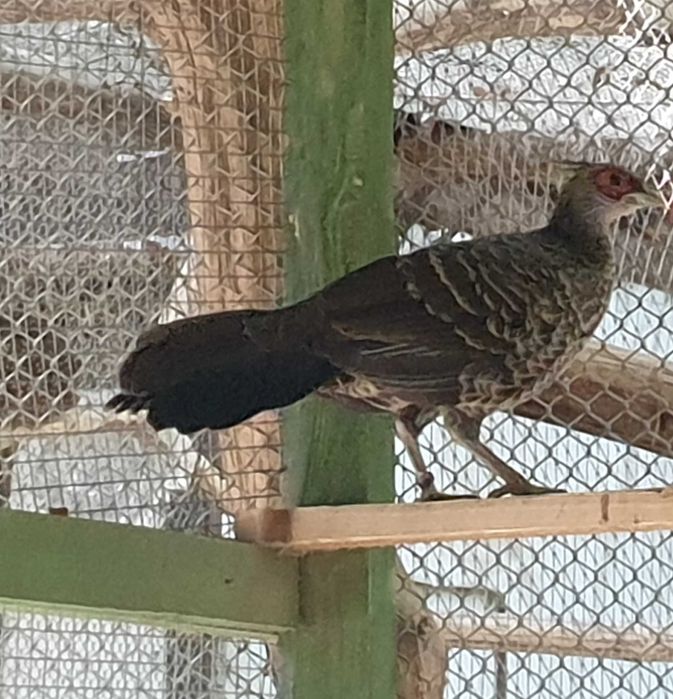 sprzedam bażanty białoczuby