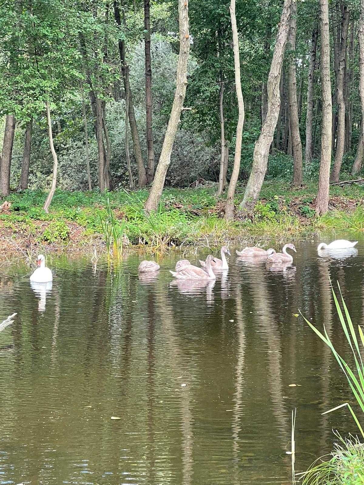 Agroturystyka, domek do wynajęcia całoroczny , klimatyzowany