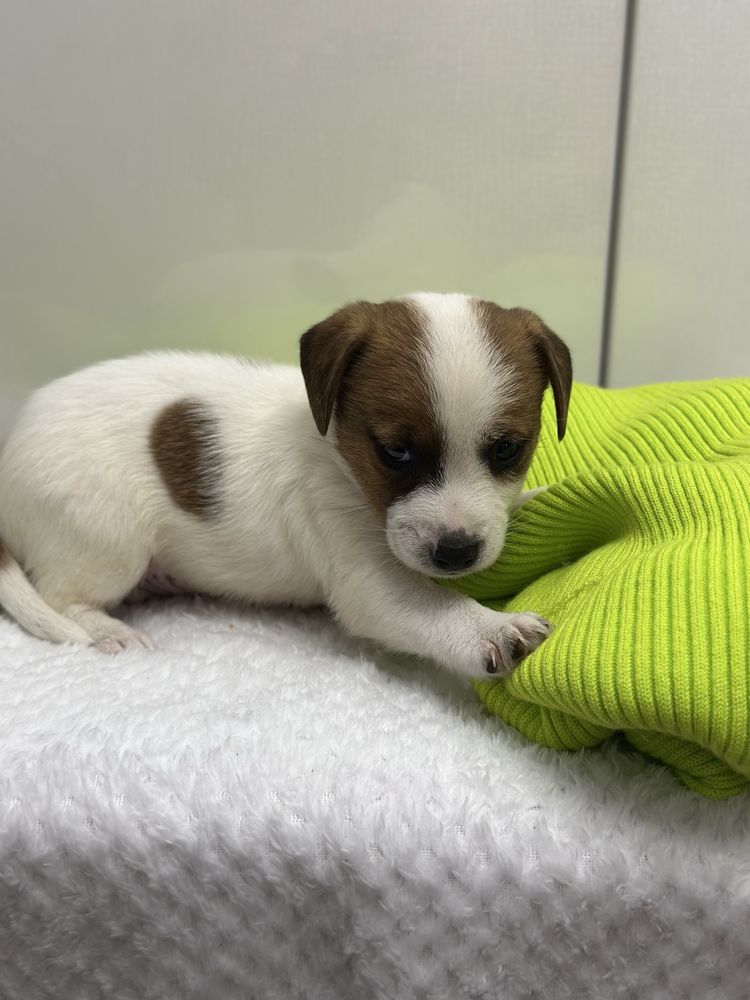 Piesek rasowy Jack Russell Terrier z Rodowodem 6 tygodniowy