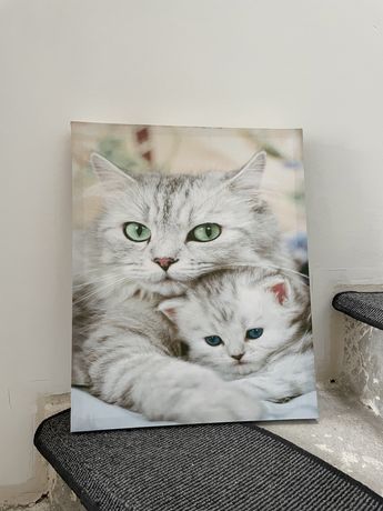 Obraz z kotami 50x40 cm