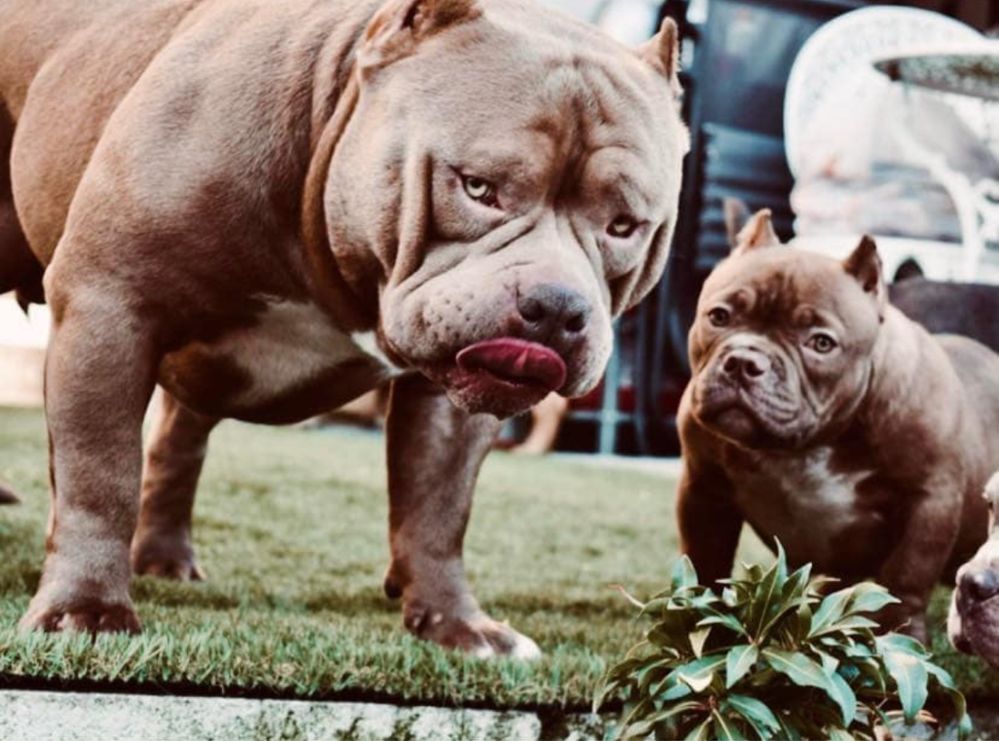 American Bully Pocket ABKC piesek
