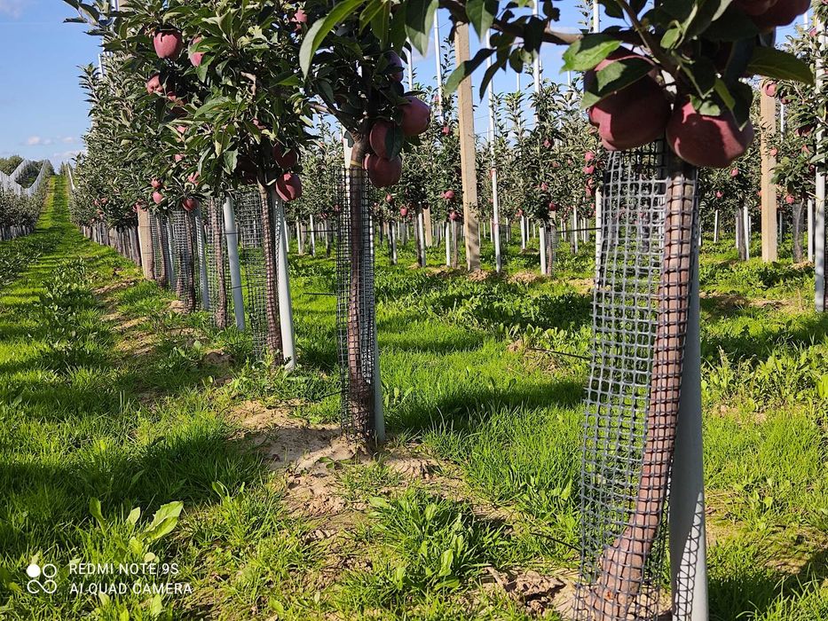 Osłonki drzewek 60cm siatka  pcv sadownicza osłonki sadownicze