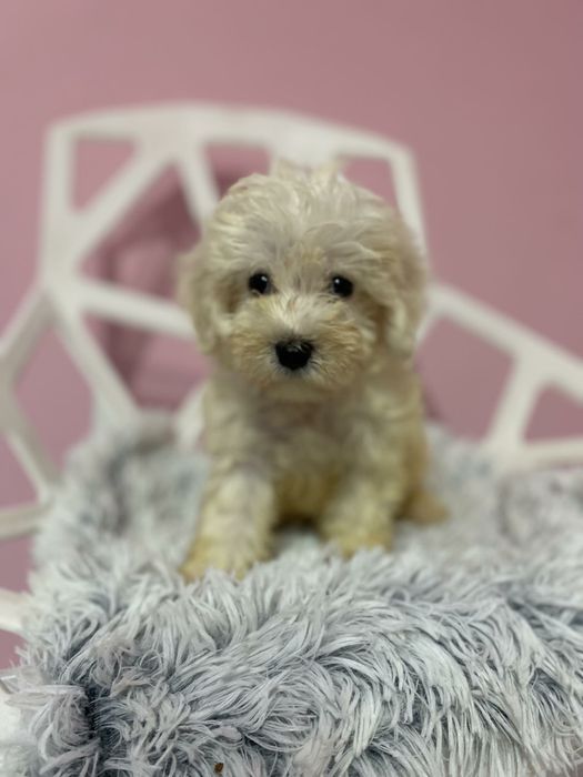 Maltańczyk & Pudel Toy Maltipoo chłopiec już gotowy do nowego domu