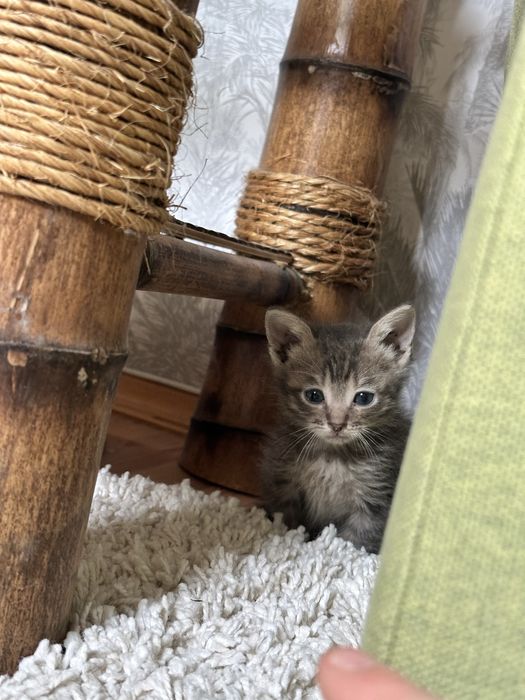 Маленькі кошенята