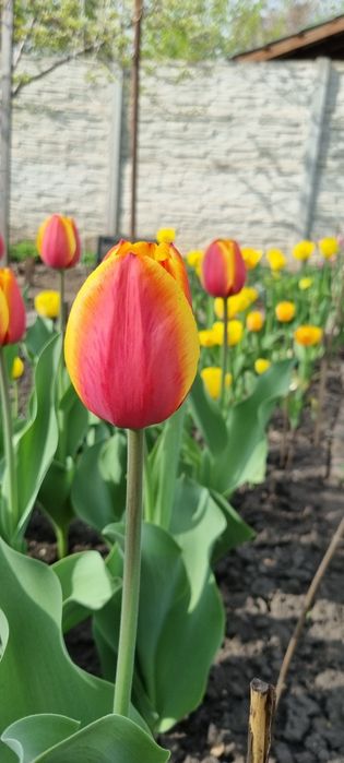 Тюльпаны (на луковицу и на стакан) жёлтые махровые и другие