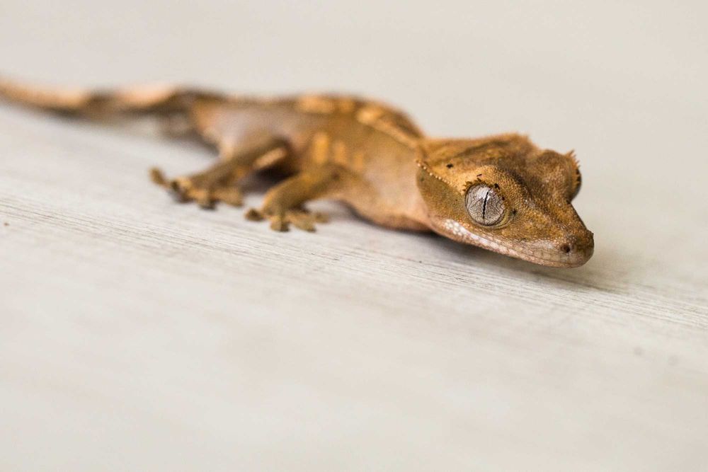 Młode gekony orzęsione