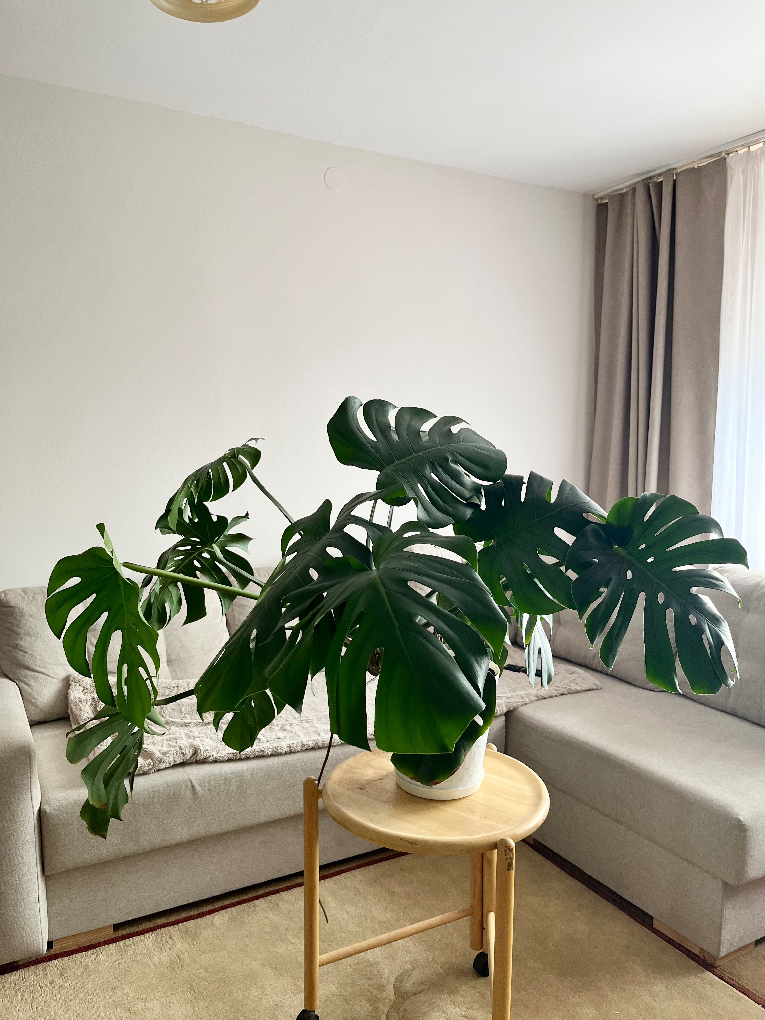 Monstera Deliciosa - monstera dziurawa