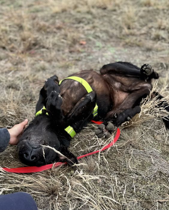 Batman w typie labradora szuka domu. Adoptuj!
