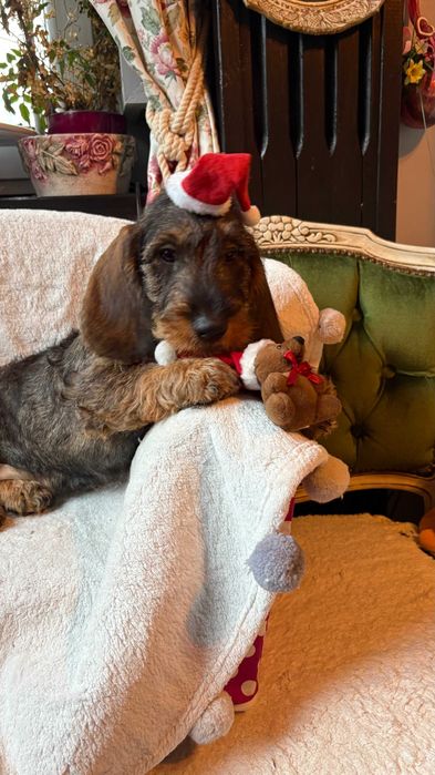 Pies (samiec)  jamnik szorstkowłosy standardowy