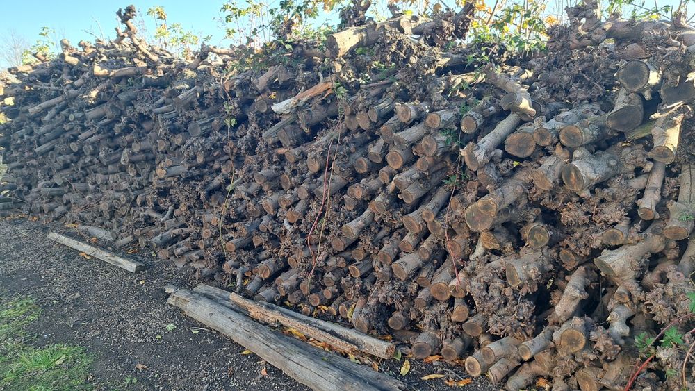 Drewno opałowe jabłoń