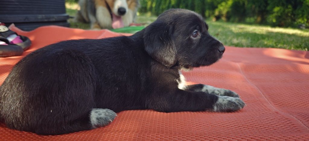 Szczenięta Dalmatyńczyk Labrador Golden retriever Szczeniaki