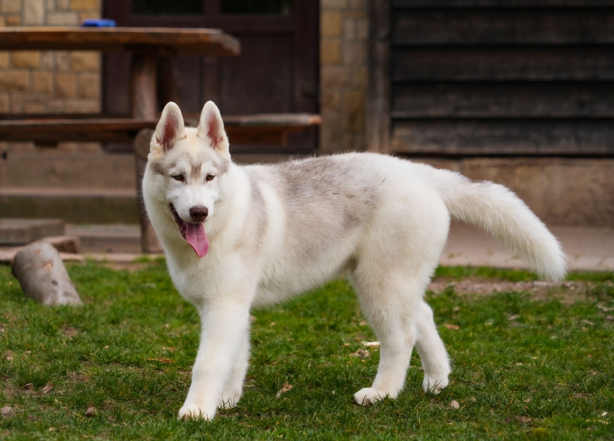 Przepiękna prawdziwy Nanook's Siberian Husky FCI