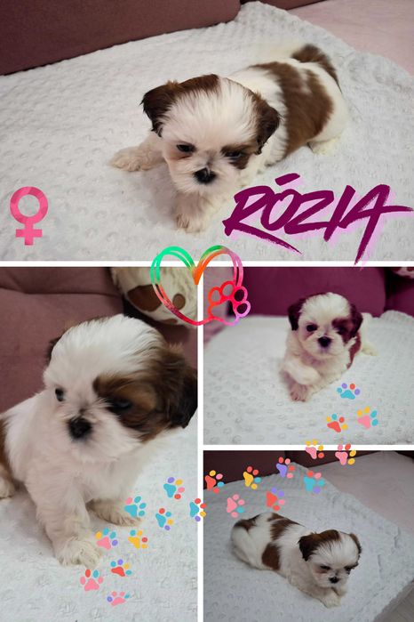 Hodowla Szczęśliwa Łapa - SHIH-TZU z rodowodem do pokochania