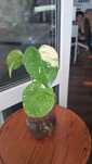 Monstera thai constellation