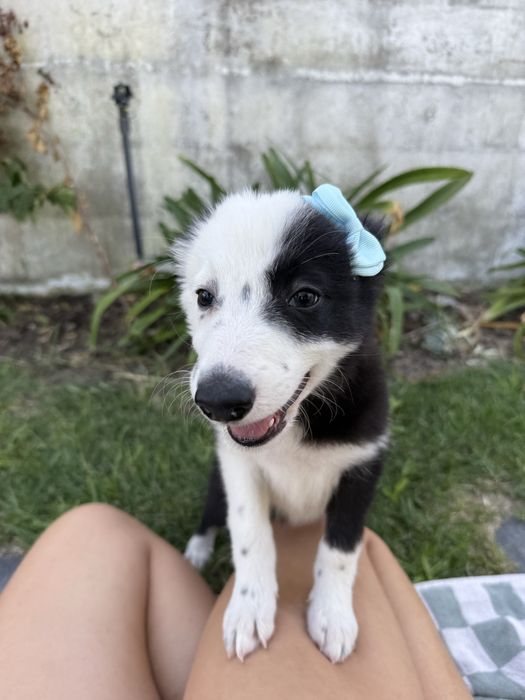 Border collie Preta e branca