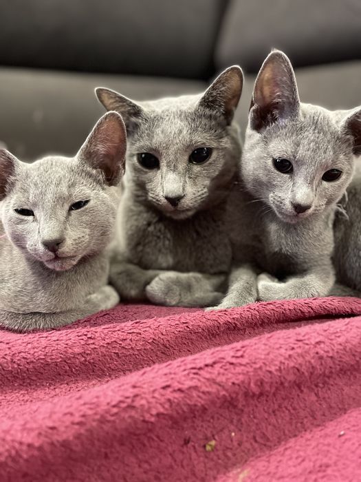 Koty, kocięta, koteczki Rosyjskie Niebieskie z rodowodem WCF