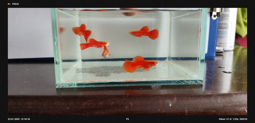 Gupik Red Albino Super Big Dorsal