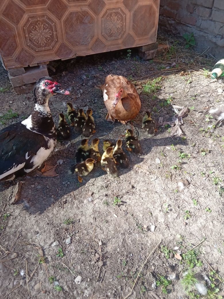 Мускусні каченята