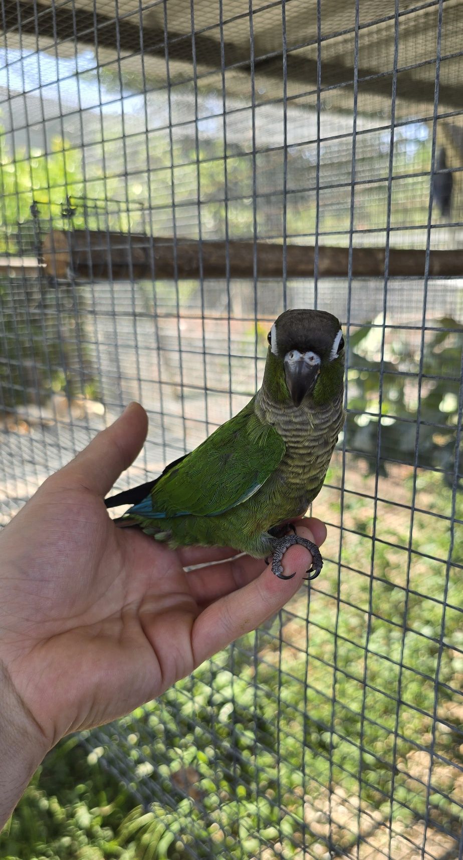Pyrrhuras Molinae criada a mão
